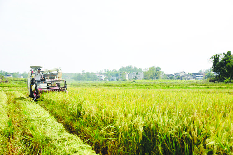 1732945892873877.jpeg 農(nóng)業(yè).jpeg